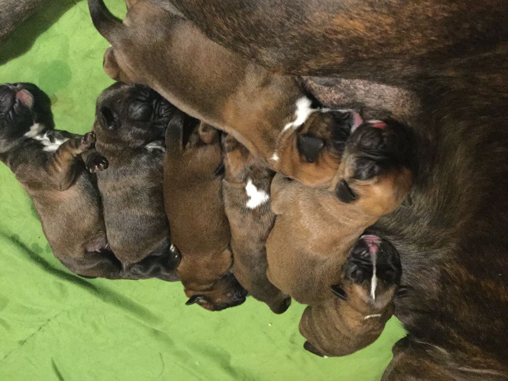 Chiot Boxer Du Manoir De L'Art